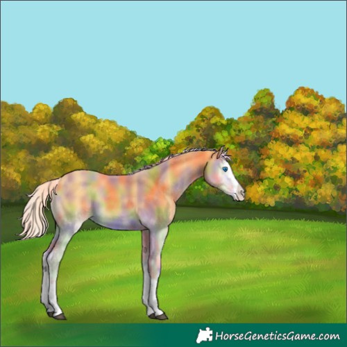 Horse Color:Nacre Palomino Onyx Splash
