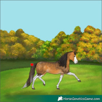 Horse Color:Buckskin Splash and Buckskin Splash