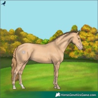 Horse Color:Gold Champagne 