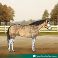 Horse Color:Buckskin Splash  and Buckskin Dun Splash 