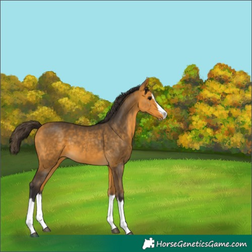Horse Color:Buckskin Splash  and Buckskin Splash 
