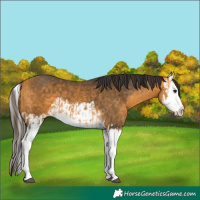 Horse Color:Buckskin Splash and Buckskin Splash