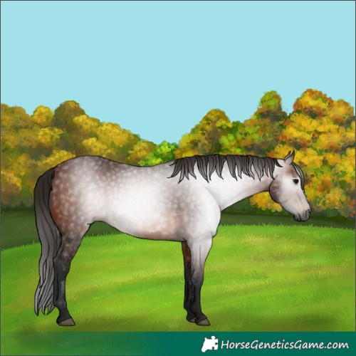 Horse Color:Gray Bay 