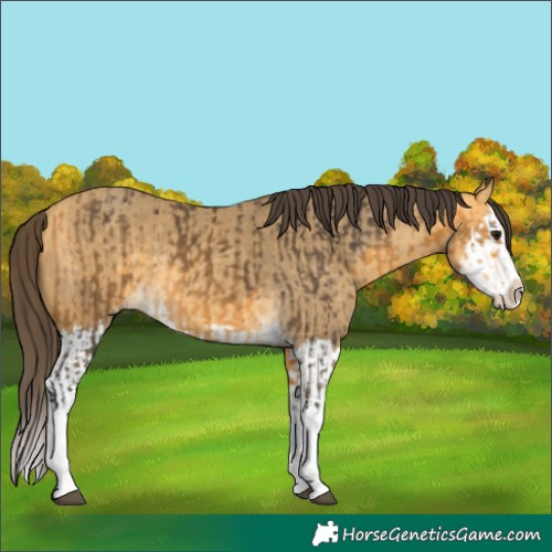 Horse Color:Buckskin Splash  and Amber Cream Champagne Splash 