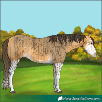 Horse Color:Buckskin Splash  and Amber Cream Champagne Splash 