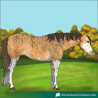 Horse Color:Buckskin Splash and Amber Cream Champagne Splash