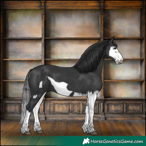 Horse Color:Black Splash  and Black Splash Frame 