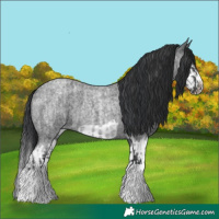 Horse Color:Blue Roan Splash  and Blue Roan Splash Frame 