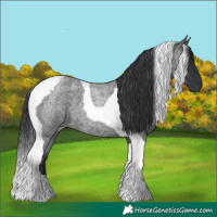 Horse Color:Blue Roan Tobiano 