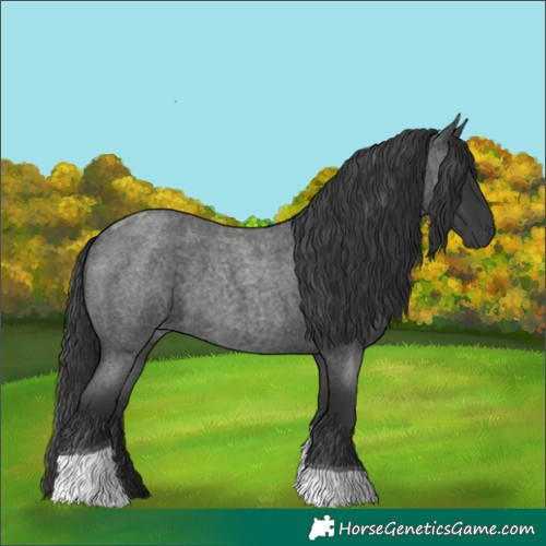 Horse Color:Blue Roan Tobiano 