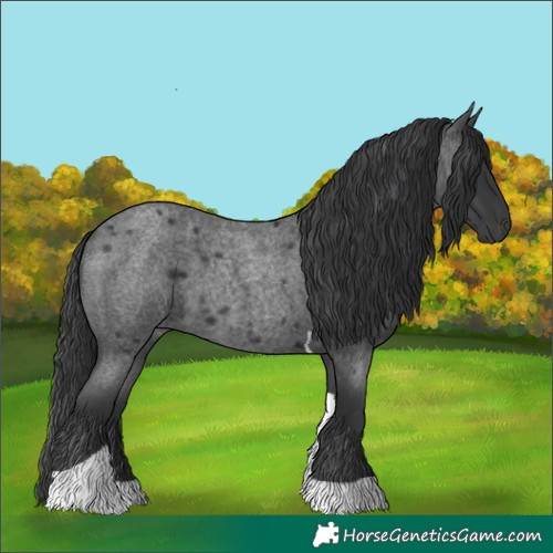 Horse Color:Blue Roan Tobiano