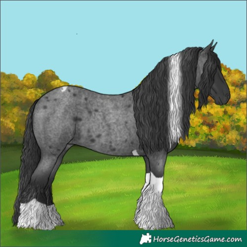 Horse Color:Blue Roan Tobiano 