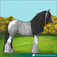 Horse Color:Blue Roan Tobiano Frame 