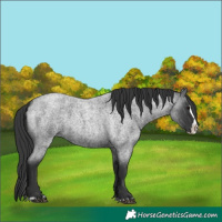 Horse Color:Blue Roan Splash 
