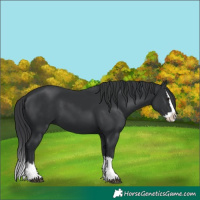 Horse Color:Black Splash