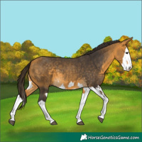 Horse Color:Buckskin Splash  and Buckskin Splash 