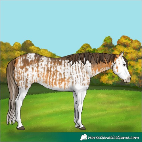 Horse Color:Buckskin Splash and Buckskin Splash Appaloosa