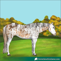 Horse Color:Buckskin Splash and Buckskin Splash Blanket