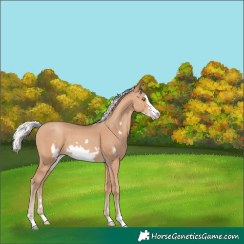 Horse Color:Silver Amber Champagne Frame 