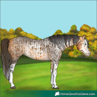 Horse Color:Buckskin Splash and Gray Buckskin Splash