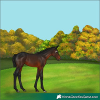 Horse Color:Gray Bay 