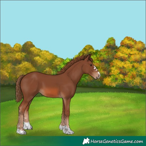 Horse Color:Chestnut 