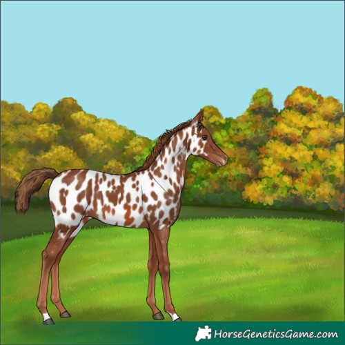 Horse Color:Chestnut Appaloosa