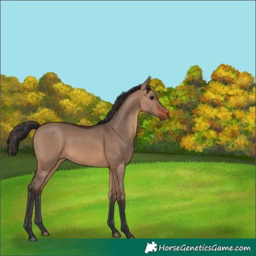 Horse Color:Brown Dun
