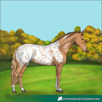Horse Color:Chestnut Tobiano Appaloosa 