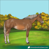 Horse Color:Chocolate Palomino 