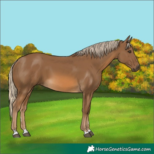 Horse Color:Chocolate Palomino 