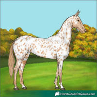 Horse Color:Chestnut Near Leopard 