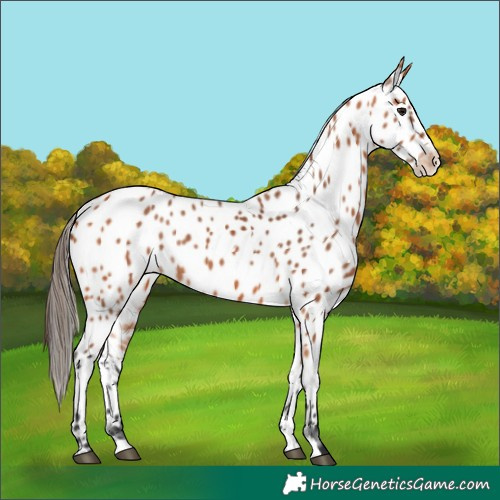 Horse Color:Bay Appaloosa 