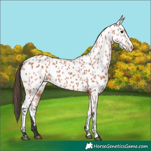 Horse Color:Bay Appaloosa 