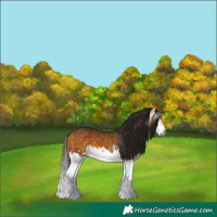 Horse Color:Gray Buckskin Splash and Gray Buckskin Splash