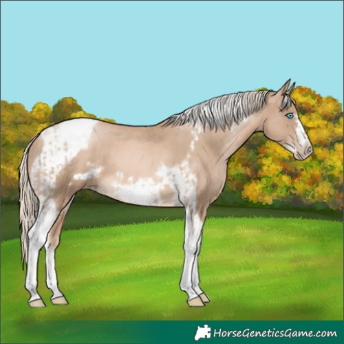 Horse Color:Chocolate Palomino Pearl Tobiano Frame  and Chocolate Palomino Pearl Tobiano Frame 