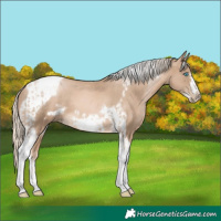 Horse Color:Chocolate Palomino Pearl Tobiano Frame and Chocolate Palomino Pearl Tobiano Frame