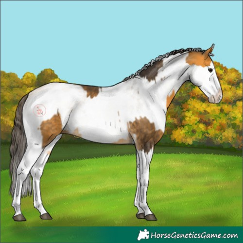 Horse Color:Buckskin Splash and White Spotted Buckskin Splash