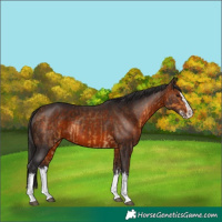 Horse Color:Buckskin Splash  and Brown Splash 