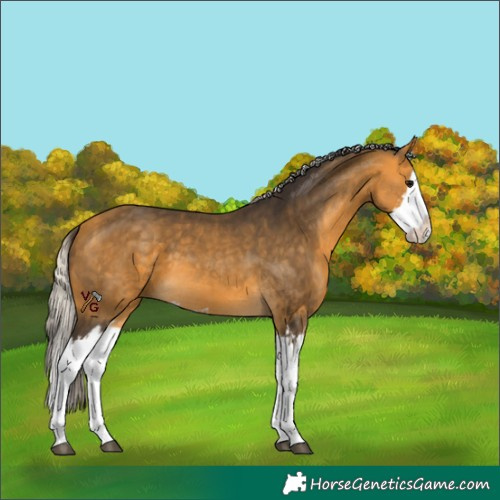 Horse Color:Unknown 