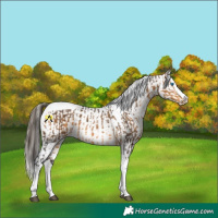 Horse Color:Buckskin Splash Tobiano  and White Spotted Buckskin Dun Splash 