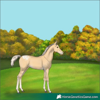 Horse Color:Palomino Appaloosa 