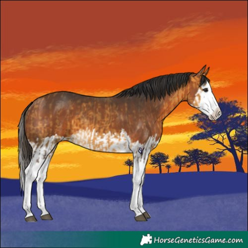 Horse Color:Buckskin Splash  and Bay Splash 