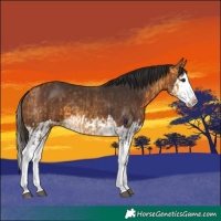 Horse Color:Buckskin Splash  and Bay Splash 