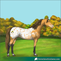 Horse Color:Buckskin Blanket 