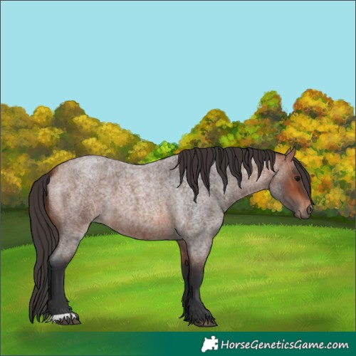 Horse Color:Bay Roan 