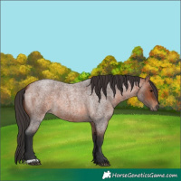 Horse Color:Bay Roan 