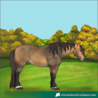 Horse Color:Buckskin 