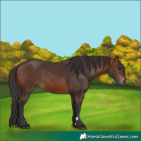 Horse Color:Brown 