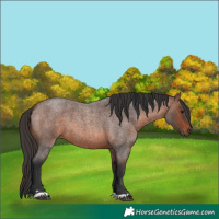 Horse Color:Brown Roan